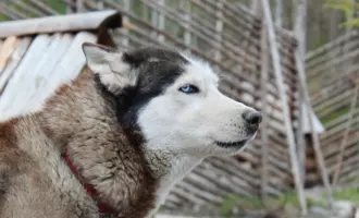 "Новогодние приключения на Русском Севере", автобусный тур на 3 дня из Санкт-Петербурга в Карелию
