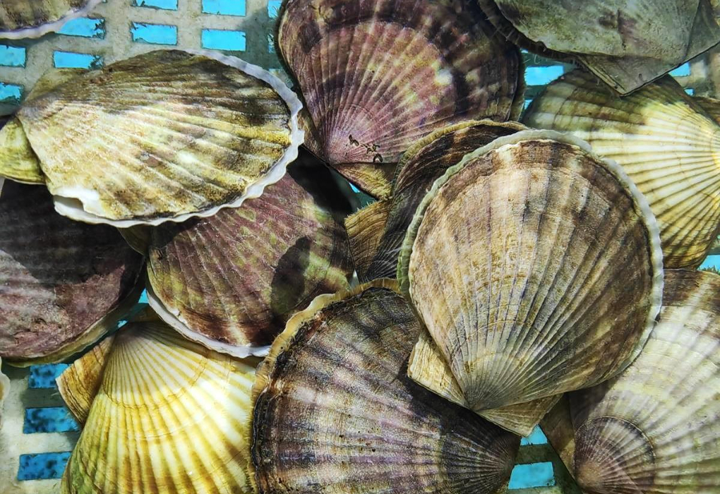 "МОРЕФЕРМА + отдых у моря" (БЕЗ ПРОЖИВАНИЯ), однодневный тур